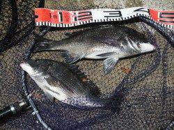 【オキアミフカセでチヌ！】 in 南芦屋浜