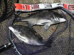 【オキアミフカセでチヌ！】 in 南芦屋浜…