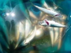 お昼の食コンは　アジ好釣♪チヌも！