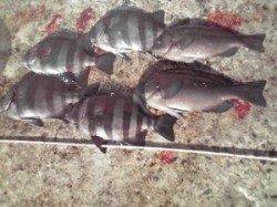 6/13〜15の和田防情報