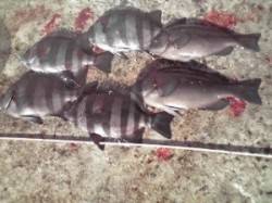 6/13〜15の和田防情報