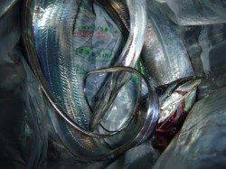 兵突のワクワクするタチウオ釣り！