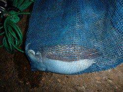 兵突のワクワクするタチウオ釣り！