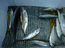 夜の兵突色んな釣り！