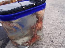 本日もタコ♪18日夕方泉大津ＲＴ