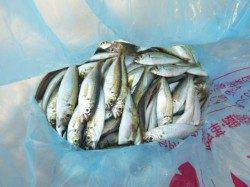 アジュール舞子、豆アジフィーバーとなってます♪