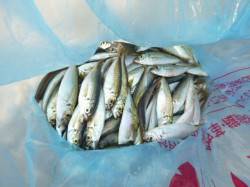 アジュール舞子、豆アジフィーバーとなってま…