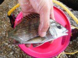 【雨でも釣り出来ます♪】南芦屋浜