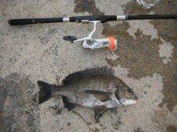 貝塚港にて紀州釣りでチヌＧＥＴ！