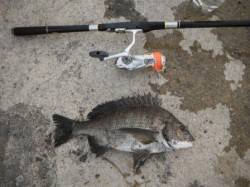 貝塚港にて紀州釣りでチヌＧＥＴ！