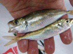 雨の兵突、サビキ好調。