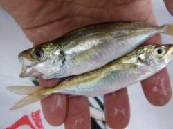 雨の兵突、サビキ好調。