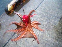 雨でもノッてます♪　泉大津ＲＴ　20日あさ