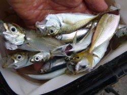 兵突　今朝も雨ですがアジが好調！