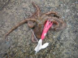 ゴンザレス&脂身＝かなりタコ釣れま…