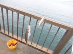 お昼でも小アジ釣れます【アジュール舞子】