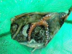 ☆たこフィーバー☆泉大津　夕方ＲＴ　２１日…