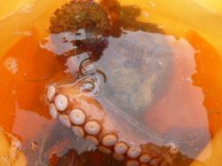 朝の兵突大タコも！