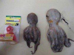 貝塚人工島で「タコ」！！