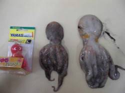 貝塚人工島で「タコ」！！