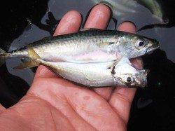 ◇小アジ釣れてます！！◇泉大津昼RT