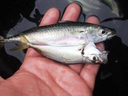 ◇小アジ釣れてます！！◇泉大津昼RT