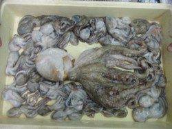 【ツバス・大サバ・タコならムコイチ】武庫川店