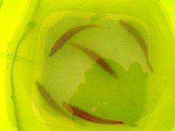 ☆小アジがキター☆泉大津　朝ＲＴ　２８日