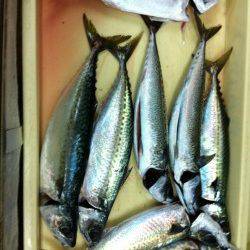 アジュール舞子の大サバ、昨晩も爆釣しました