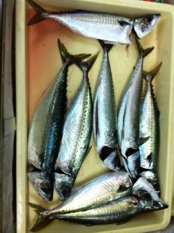 アジュール舞子の大サバ、昨晩も爆釣しました…