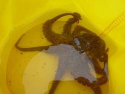 北公園タコ、空港メバルアジ