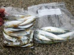 食コン★中、小アジ！タコにグレ