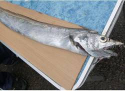 兵突で指４本９５ｃｍ出た！！