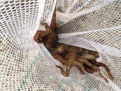 風にも負けずにタコ！泉大津RT。夕方