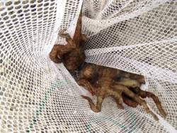 風にも負けずにタコ！泉大津RT。夕方