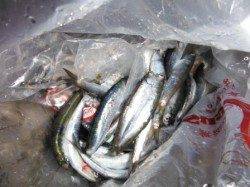 【カタクチイワシ大漁～♪】南芦屋浜