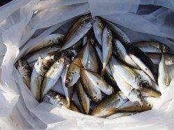 花市場公園前夕方豆アジ3ケタ釣果も！