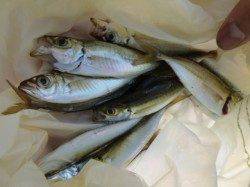 兵突でのサビキ釣果