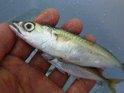 兵突でのサビキ釣果