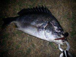 バイト多♪♪キビレゲーム