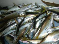 兵突の釣り盛り上がってますよ。 