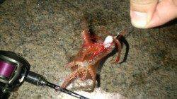 今年はアタリ年！ルアーでタコ♪