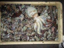 今年のむこいちは【タコ】の勢いが凄い！