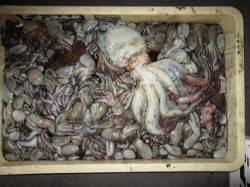 今年のむこいちは【タコ】の勢いが凄い！