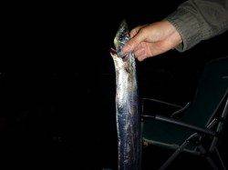 兵突の今晩のタチウオ！