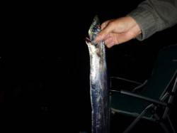 兵突の今晩のタチウオ！