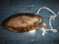 兵突の今晩のタチウオ！