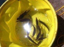 サビキ爆釣!ヌカ切り・投げも！雑賀崎