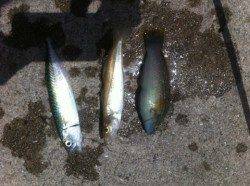 サビキ爆釣!ヌカ切り・投げも！雑賀崎