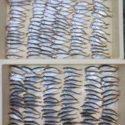 田ノ浦で豆アジ２０１匹だ～♪　